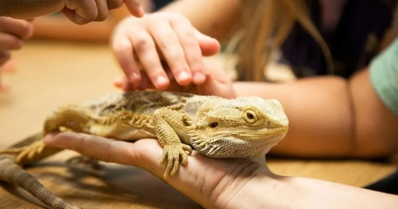 UK Pet Owner's Guide to Parasite Prevention for Reptiles