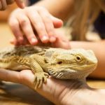 UK Pet Owner's Guide to Parasite Prevention for Reptiles