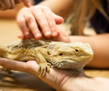 UK Pet Owner's Guide to Parasite Prevention for Reptiles