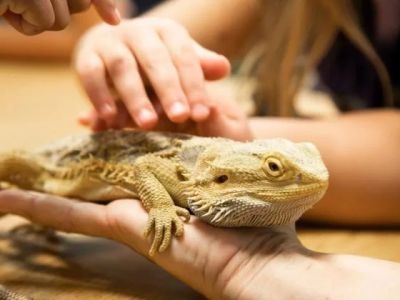 UK Pet Owner's Guide to Parasite Prevention for Reptiles
