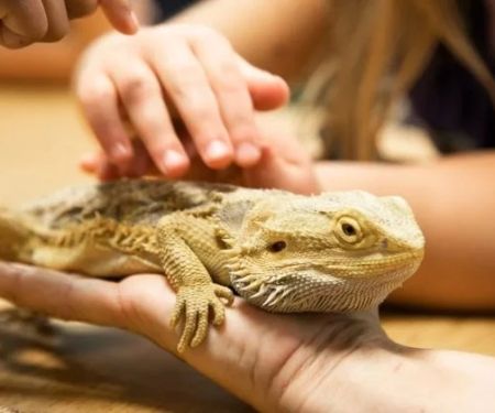 UK Pet Owner's Guide to Parasite Prevention for Reptiles