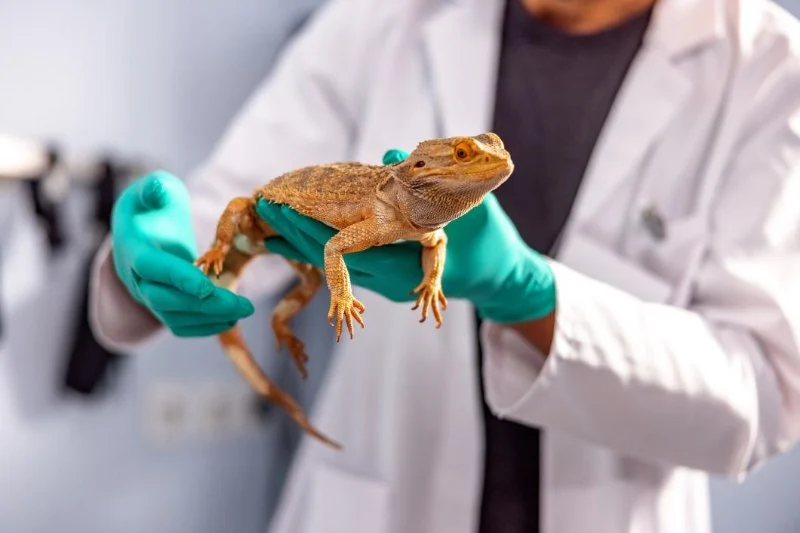 Top 10 Allergy Care Every Exotic Pets Owner in the UK Should Know
