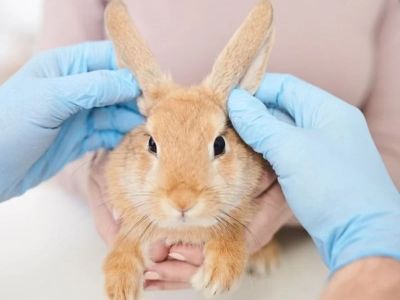 Top 10 Mental Health Every Rabbits Owner in the UK Should Know