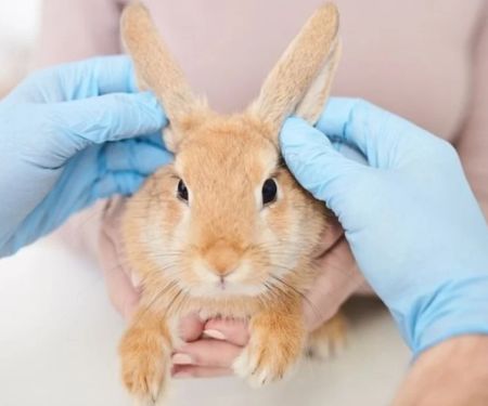 Top 10 Mental Health Every Rabbits Owner in the UK Should Know