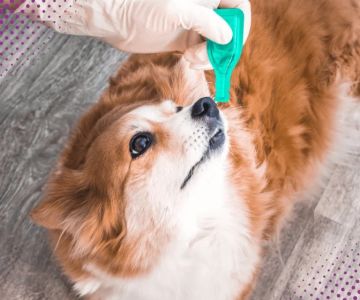 Best Practices for Parasite Prevention in Exotic Pets