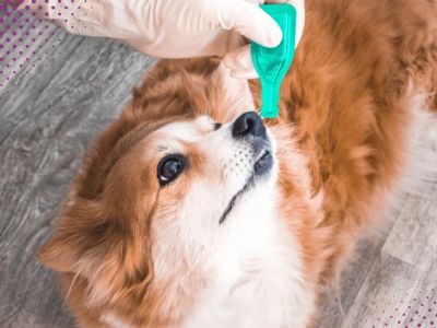 Best Practices for Parasite Prevention in Exotic Pets