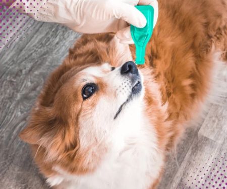 Best Practices for Parasite Prevention in Exotic Pets