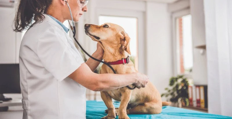 Expert Vet Advice on Health Checkups for Puppies