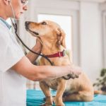 Expert Vet Advice on Health Checkups for Puppies
