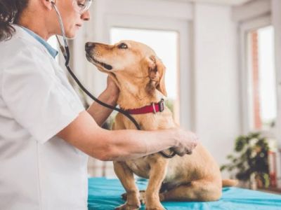 Expert Vet Advice on Health Checkups for Puppies
