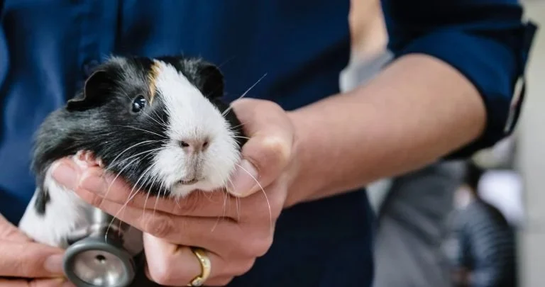 Vet-Approved Allergy Care for Guinea Pigs