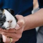 Vet-Approved Allergy Care for Guinea Pigs