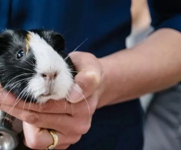 Vet-Approved Allergy Care for Guinea Pigs