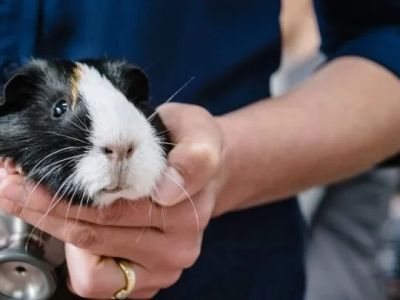 Vet-Approved Allergy Care for Guinea Pigs