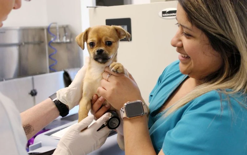 Expert Vet Advice on Adoption Guide for Puppies