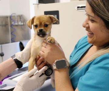 Expert Vet Advice on Adoption Guide for Puppies