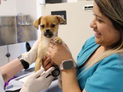 Expert Vet Advice on Adoption Guide for Puppies