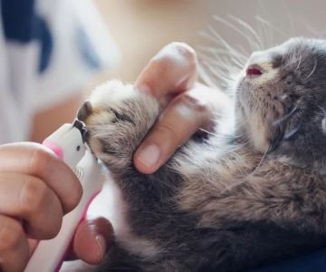 Top 10 Puppy and Kitten Care Every Rabbit Owner in the UK Should Know