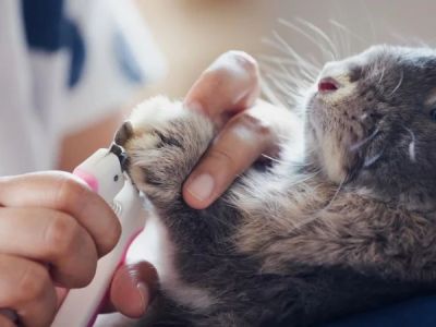 Top 10 Puppy and Kitten Care Every Rabbit Owner in the UK Should Know