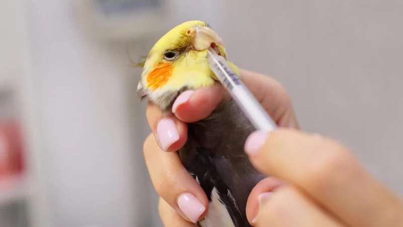How to Improve Birds' Common Illnesses at Home