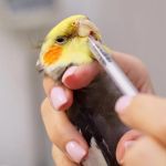 How to Improve Birds' Common Illnesses at Home