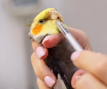 How to Improve Birds' Common Illnesses at Home
