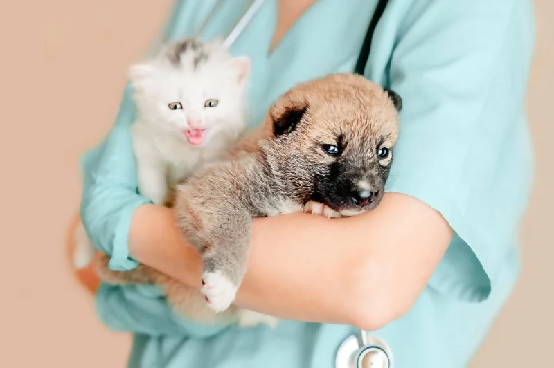 Vet-Approved Puppy and Kitten Care for Kittens