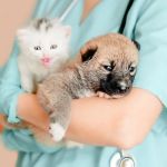 Vet-Approved Puppy and Kitten Care for Kittens