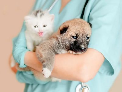 Vet-Approved Puppy and Kitten Care for Kittens
