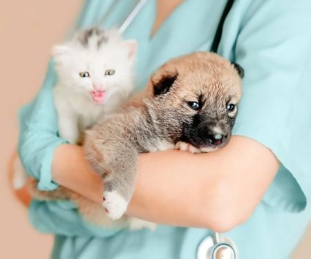 Vet-Approved Puppy and Kitten Care for Kittens