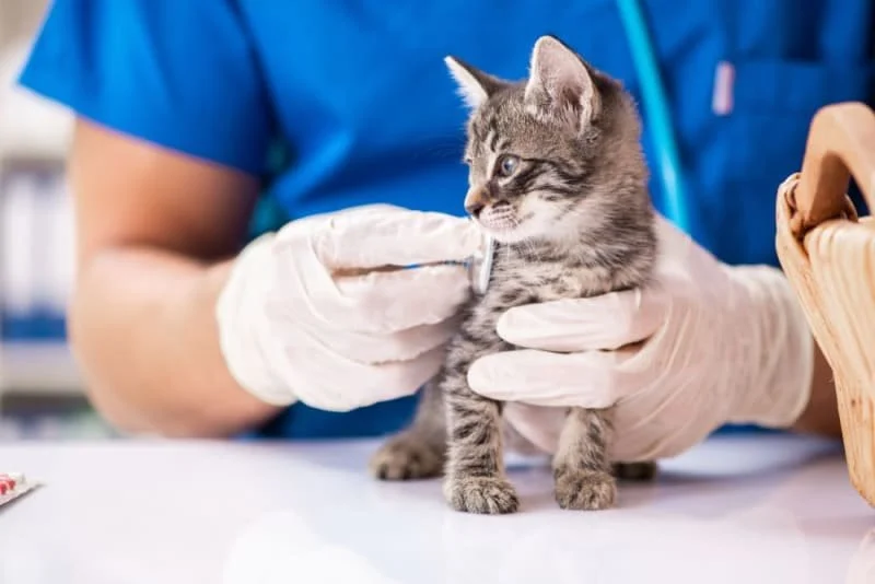 How to Improve Kittens Emergency Vet Advice at Home