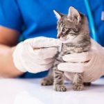 How to Improve Kittens Emergency Vet Advice at Home