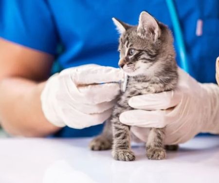 How to Improve Kittens Emergency Vet Advice at Home