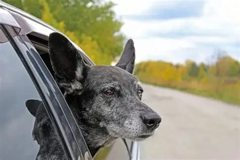 Expert Vet Advice on Travel Safety for Senior Pets