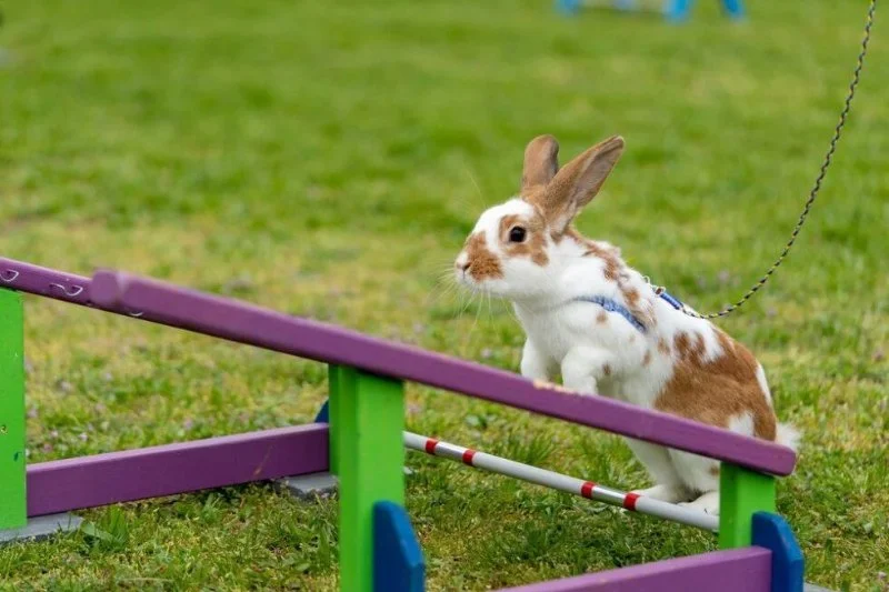 Expert Vet Advice on Exercise and Fitness for Rabbits