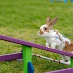 Expert Vet Advice on Exercise and Fitness for Rabbits