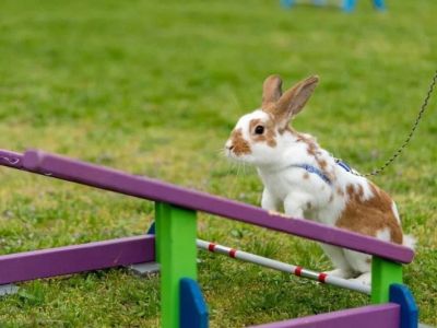 Expert Vet Advice on Exercise and Fitness for Rabbits