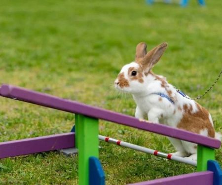 Expert Vet Advice on Exercise and Fitness for Rabbits