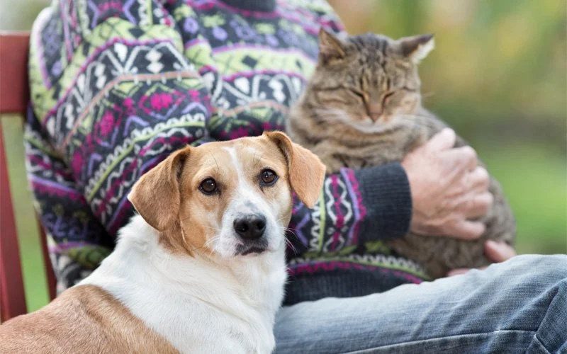 UK Pet Owner’s Guide to Common Illnesses for Senior Pets