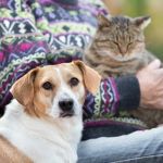 UK Pet Owner’s Guide to Common Illnesses for Senior Pets