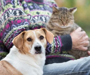UK Pet Owner’s Guide to Common Illnesses for Senior Pets