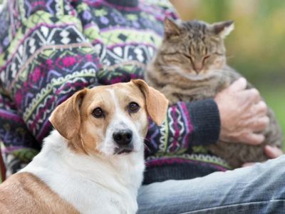 UK Pet Owner’s Guide to Common Illnesses for Senior Pets