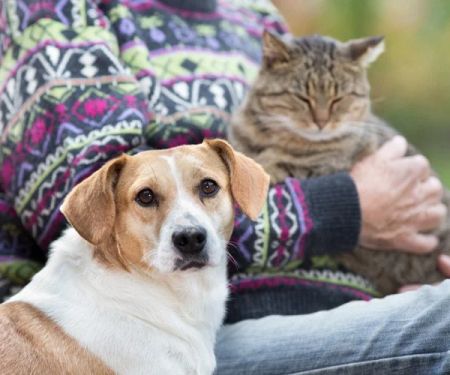 UK Pet Owner’s Guide to Common Illnesses for Senior Pets