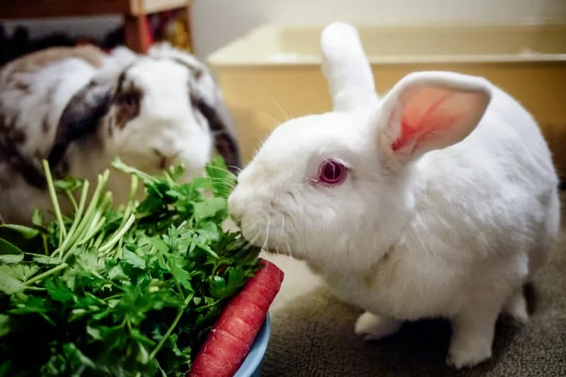 How to Improve Rabbits Nutrition Tips at Home