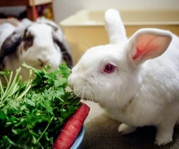 How to Improve Rabbits Nutrition Tips at Home