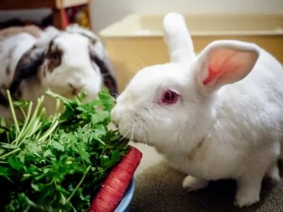 How to Improve Rabbits Nutrition Tips at Home