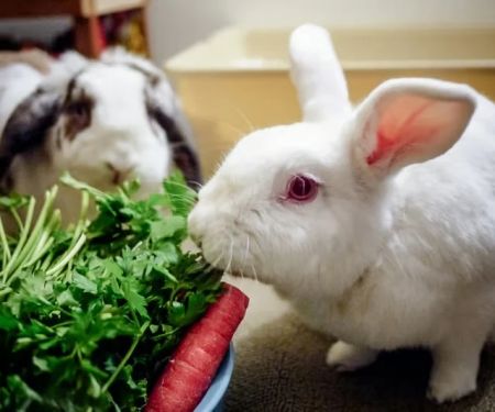 How to Improve Rabbits Nutrition Tips at Home