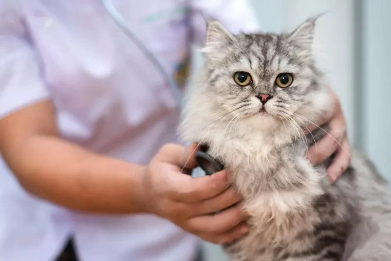 Vet-Approved Emergency Vet Advice for Cats