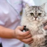 Vet-Approved Emergency Vet Advice for Cats