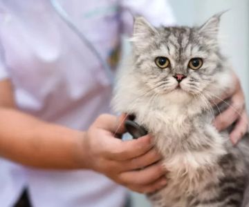 Vet-Approved Emergency Vet Advice for Cats